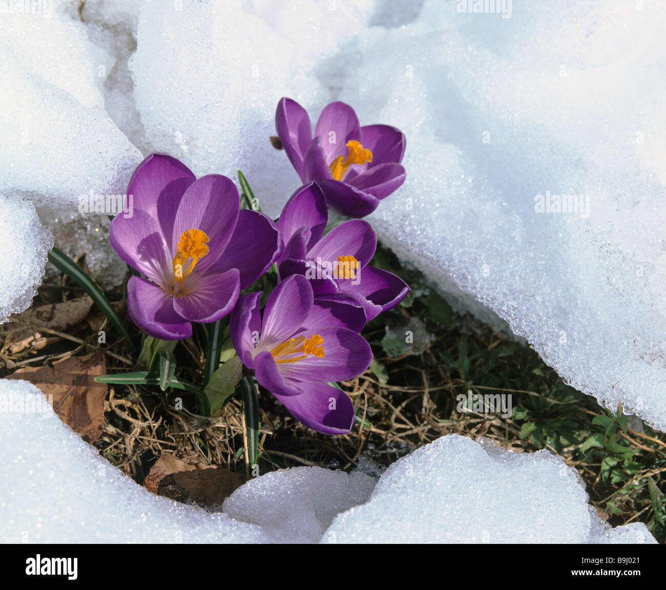 Fioritura di crochi (Crocus), molla, snow melt Foto Stock