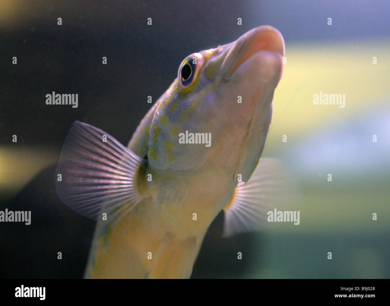 Ritratto di un cucù Wrasse, Labrus mixtus Syn. L. bimaculatus, labridi Foto Stock