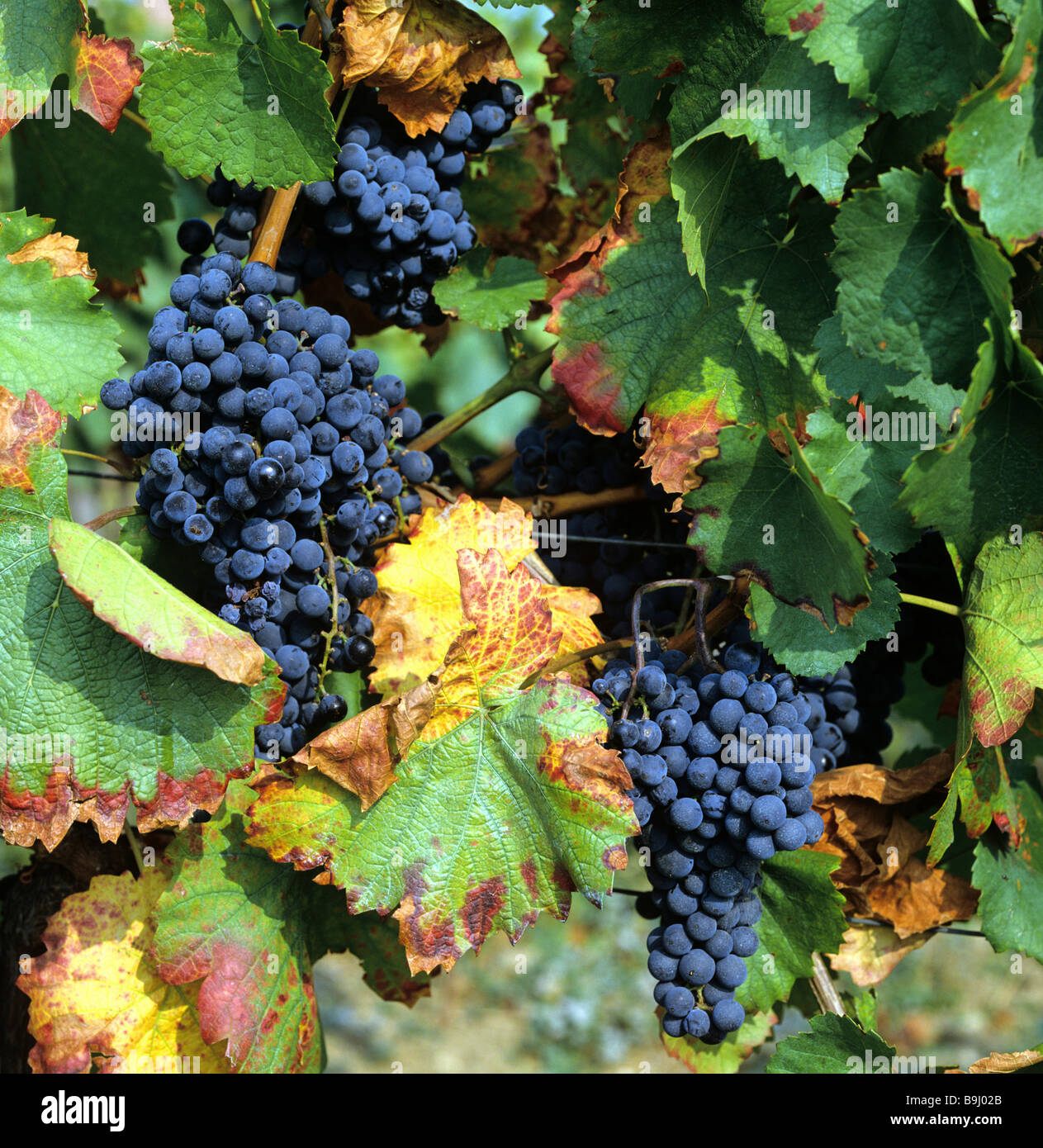 Comune di vite di uva (Vitis vinifera), uva, vigne, viticoltura Foto Stock