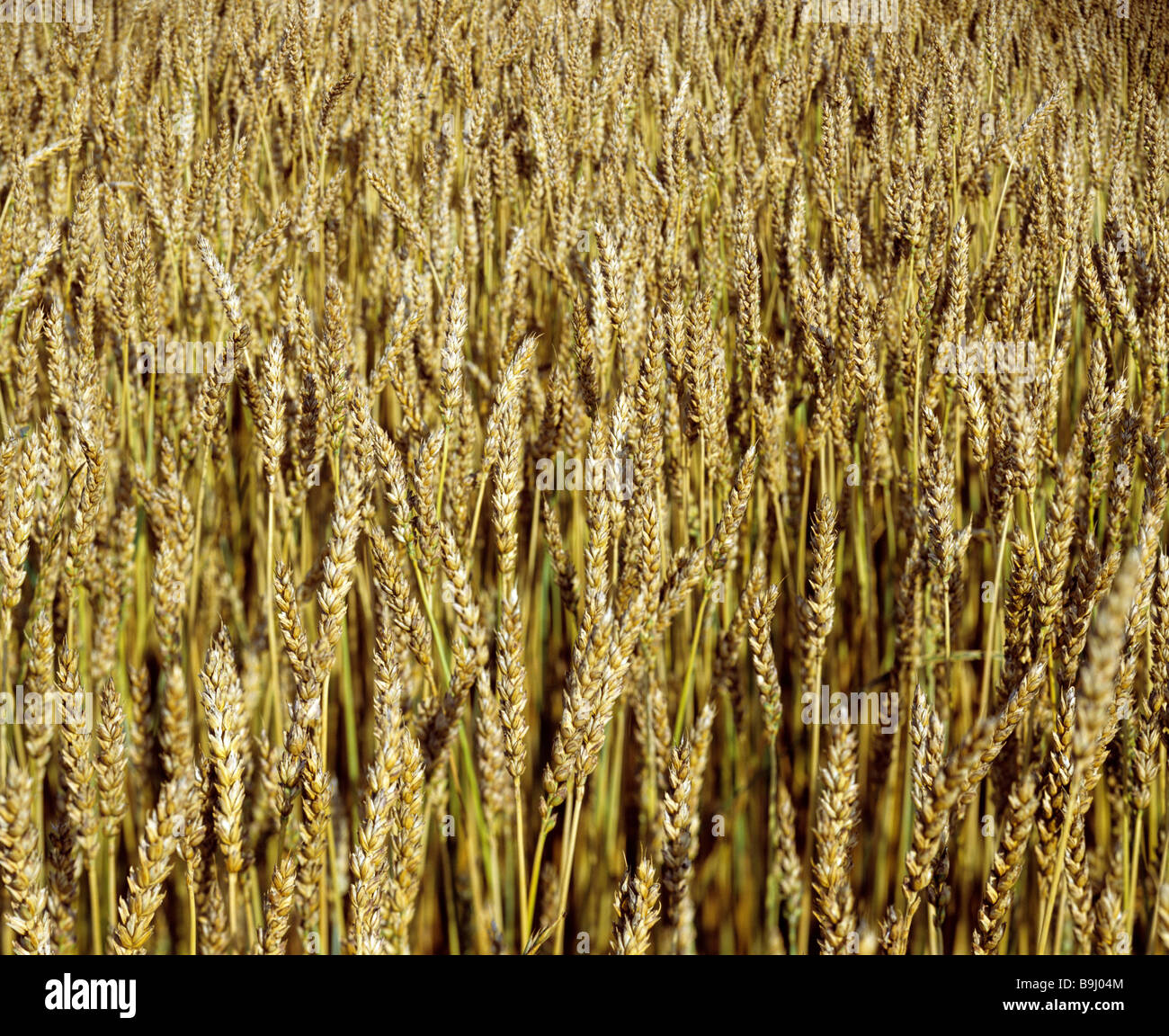 Campo di grano (Triticum aestivum L.), campo di coltivazione Foto Stock