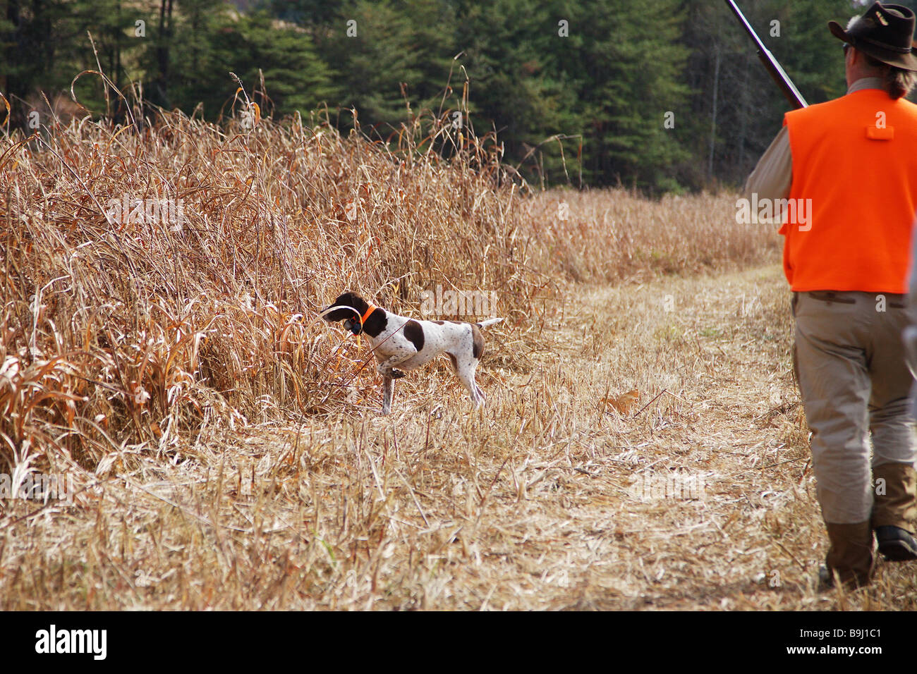 Cane da caccia tedesco pelo corto il puntatore sul punto mentre bird hunter arancione con la pistola attende per gli uccelli a filo Foto Stock