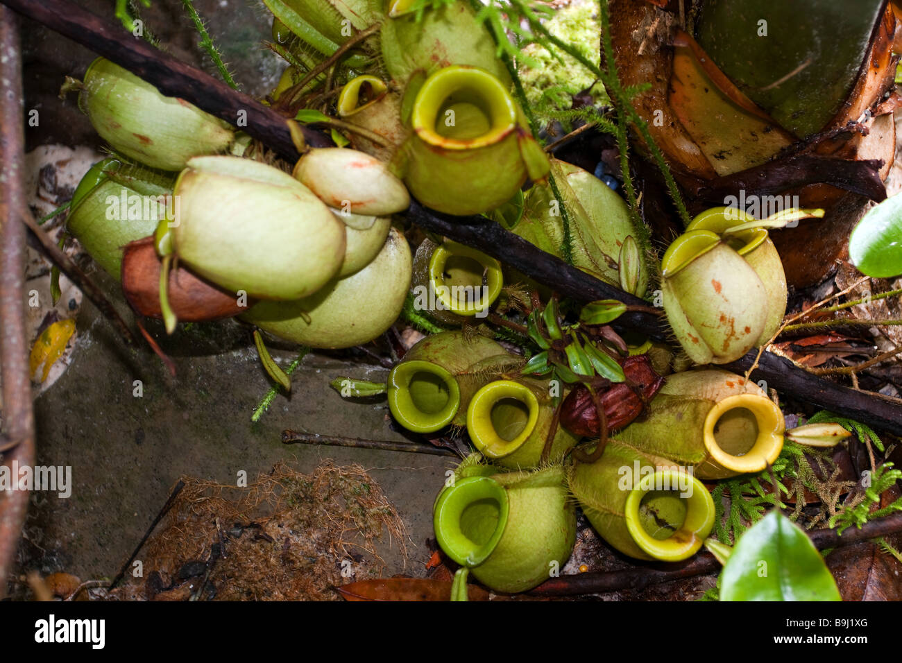 Nepenthes ampullaria un insettivori pianta brocca che cresce sulla pianura infertili suoli del Borneo Foto Stock