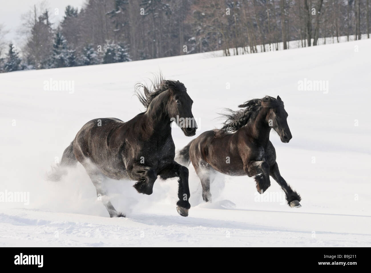 Due il frisone cavalli al galoppo nella neve profonda Foto Stock