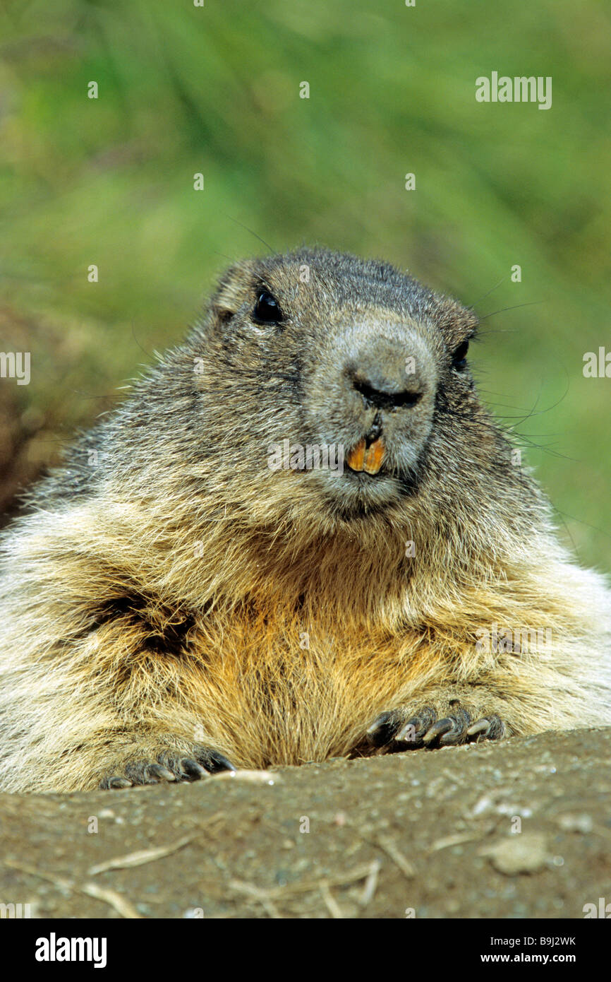 Alpine marmotta (Marmota marmota), ritratto Foto Stock