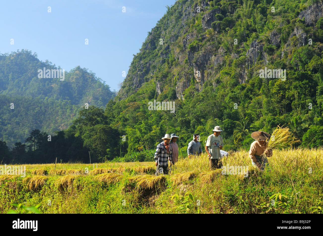 Coltivatori di riso in montagna nel nord-ovest della Thailandia Chiang Mai, Thailandia, Asia Foto Stock