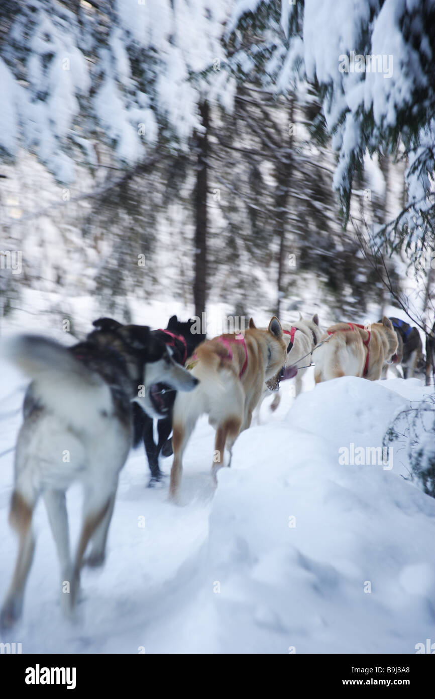 Canada Quebec forest snow sleigh-cani vista posteriore sfocatura movimento animali mammiferi cani husky imbrigliato imbrigliato dog-team Foto Stock