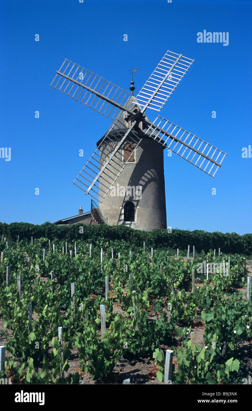 Beaujolais vitigni, vigne e il mulino a vento, Cru Moulin à Vent o Moulin-à-vent, Chénas, Beaujolais, Francia Foto Stock