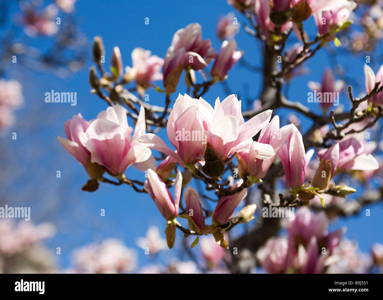 Piattino Magnolia Bloom(x Magnolia soulangeana) della Magnoliacee Foto Stock