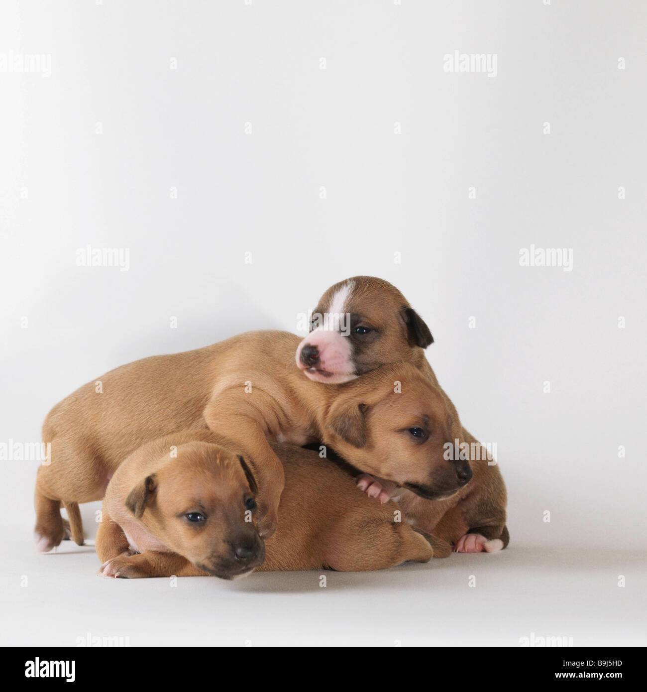 3 1 settimane di cuccioli giocando Foto Stock