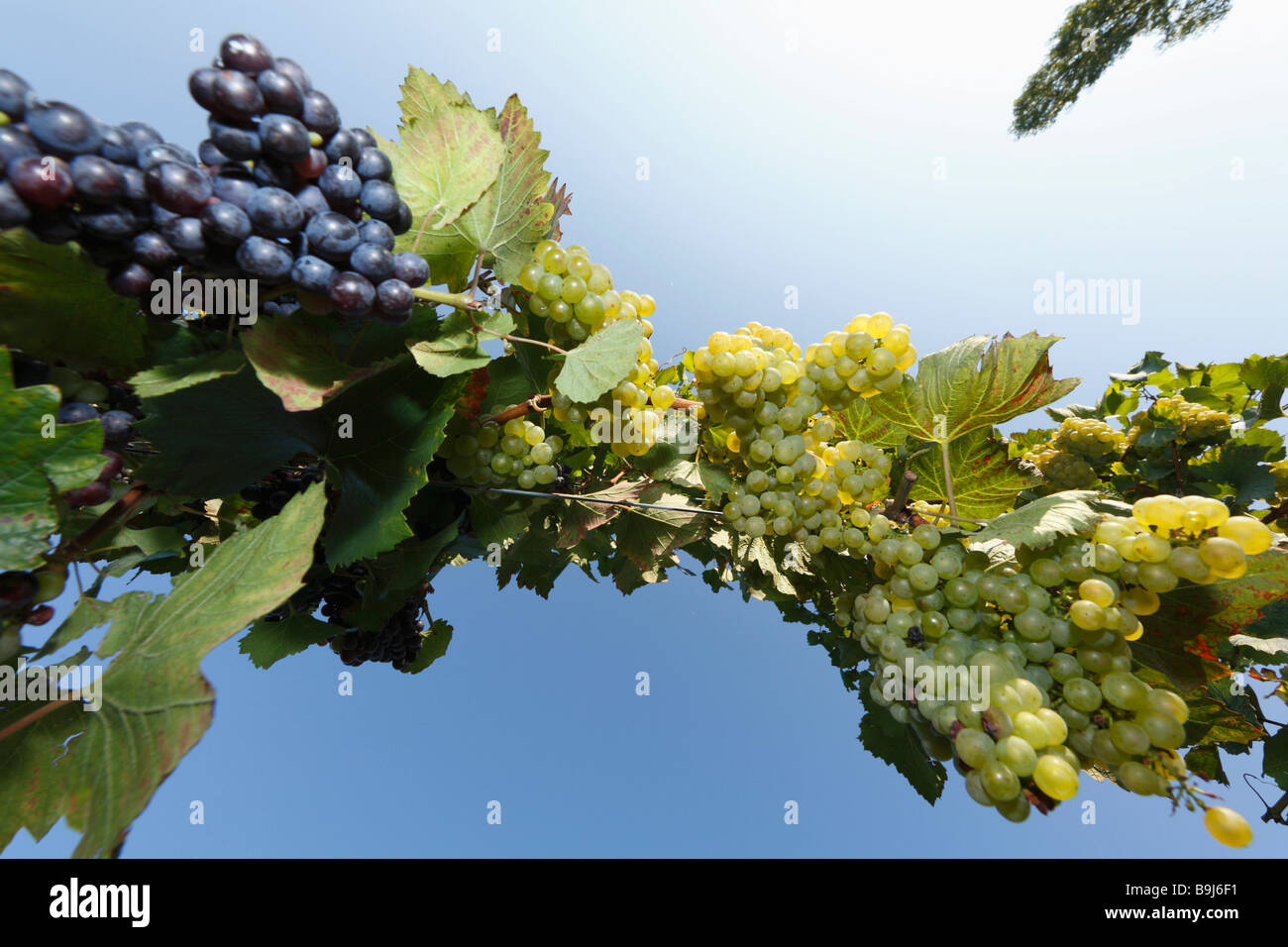 Mature uve da vino, vitigni visto da rana della prospettiva, Sausal, Stiria, Austria, Europa Foto Stock