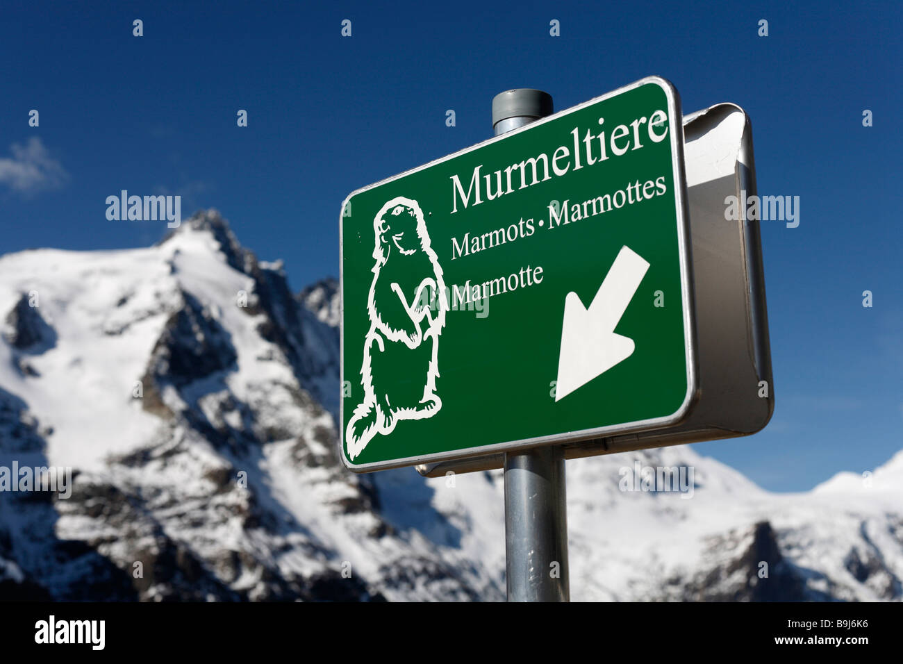 Segno, marmotte a Kaiser-Franz-Josefs-Hoehe davanti al Monte Grossglockner, Grossglockner Strada alpina, Hohe Tauern Foto Stock