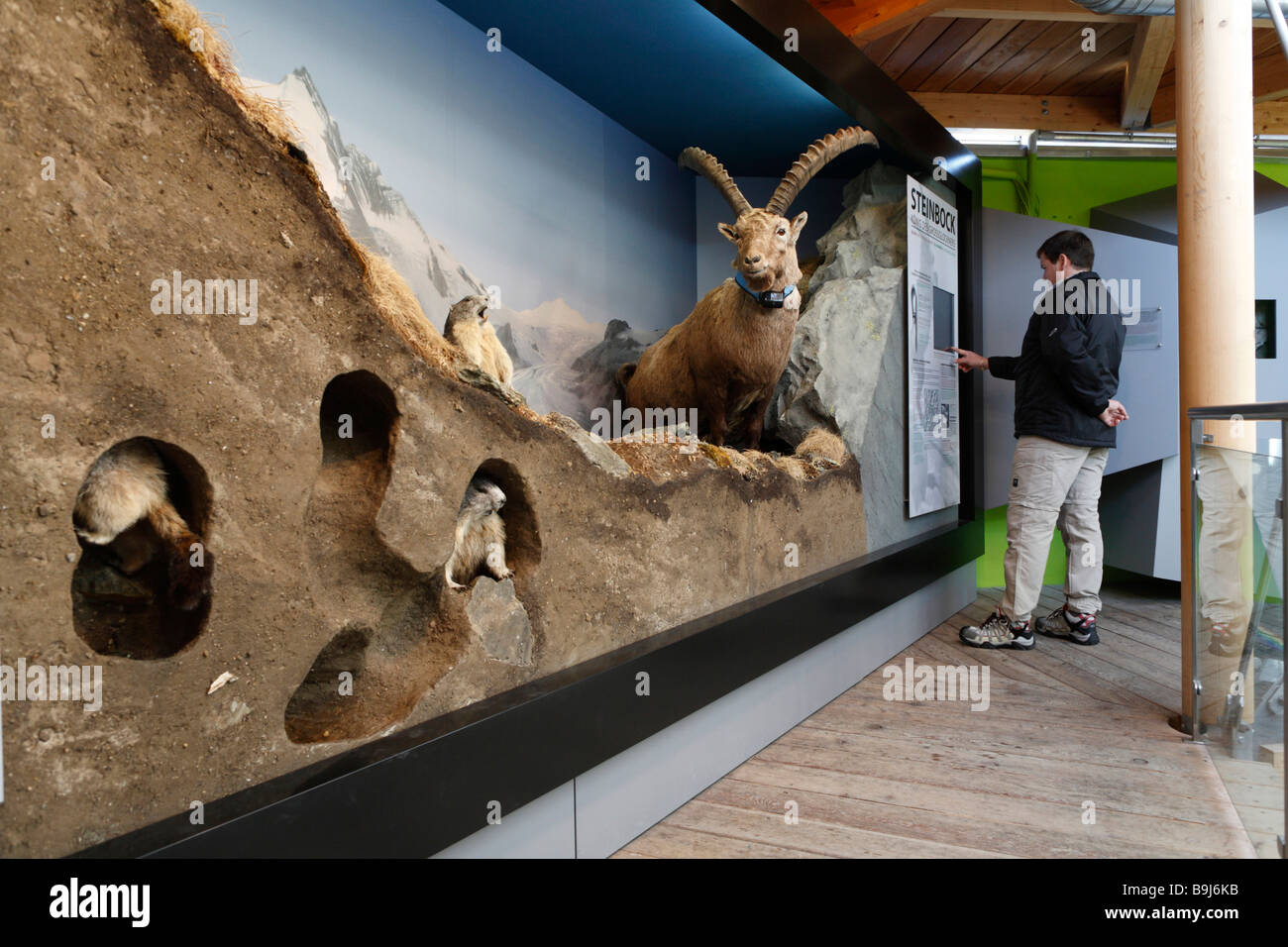 Farcite le marmotte e un Alpine Ibex presso la Wilhelm Swarovsky Osservatorio sul Kaiser-Franz-Josefs-Hoehe, Grossglockner alta Alpine Foto Stock