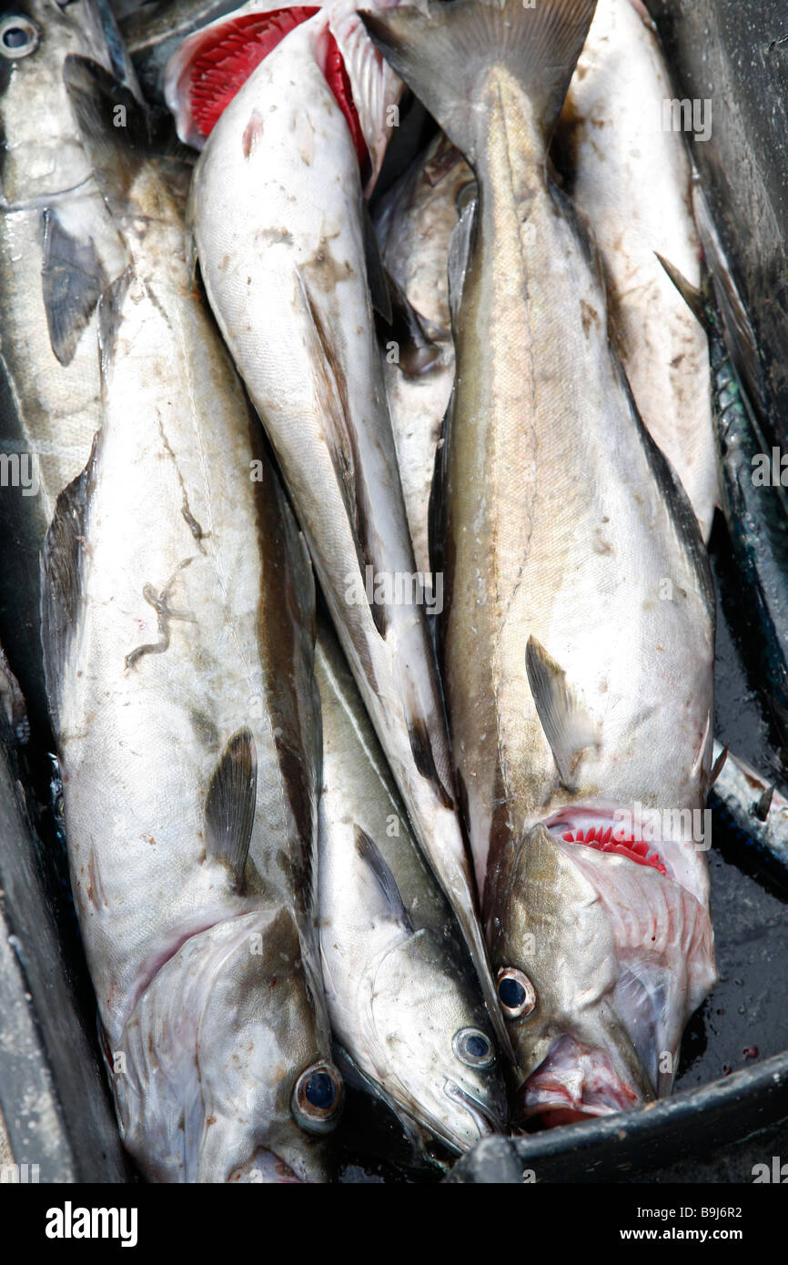 Merluzzo carbonaro, merluzzi carbonari, Pollack, Pollock, lat.: Pollachius virens; Caught in Irlanda Foto Stock