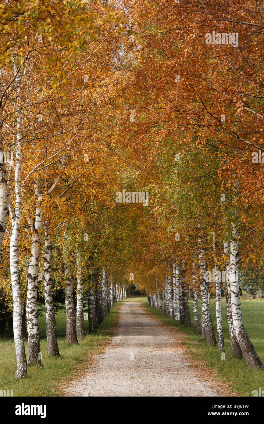 Birch-rigato vicolo del Tragoesstal Valley, Tragoess, Stiria, Austria, Europa Foto Stock