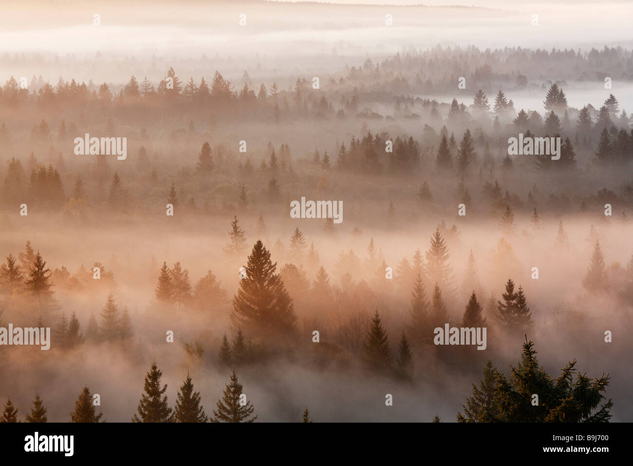 Foresta di conifere nella nebbia mattutina, Atmosfera mattutina nel Pupplinger bosco ripariale vicino a Wolfratshausen, Isar zone umide, Alta Baviera Foto Stock