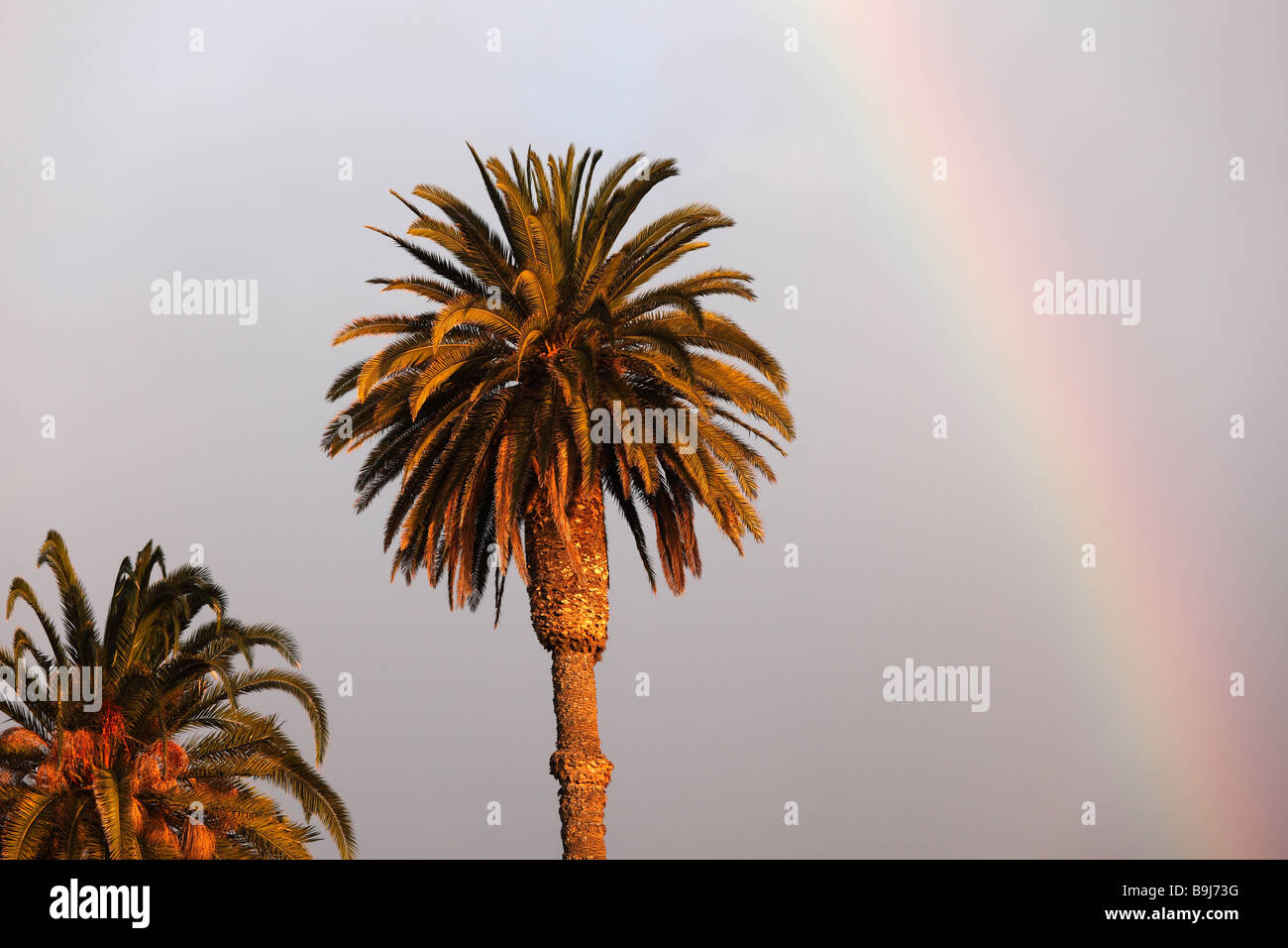 Palme da dattero (Phoenix dactylifera) e rainbow, La Gomera, isole Canarie, Spagna, Europa Foto Stock