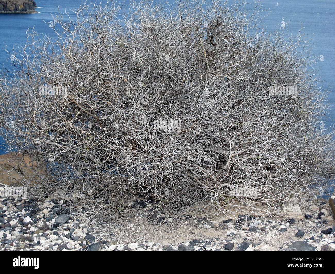 Arbusto perenne (Launaea arborescens), La Gomera, isole Canarie, Spagna, Europa Foto Stock