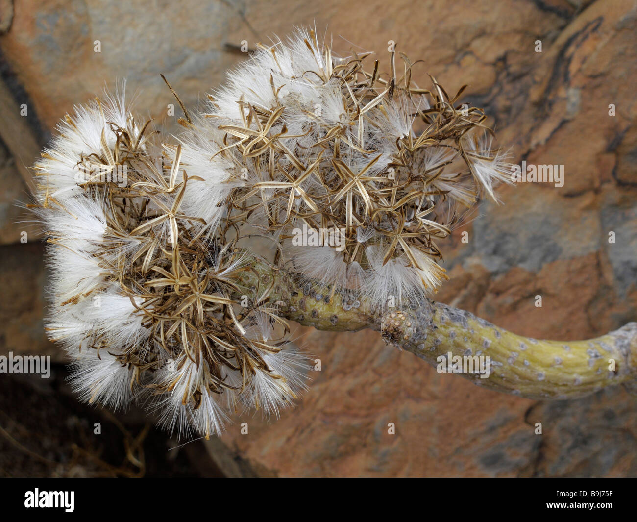 Semi di Euphorbia (Tabaiba, Euphorbia sp.), La Gomera, isole Canarie, Spagna, Europa Foto Stock