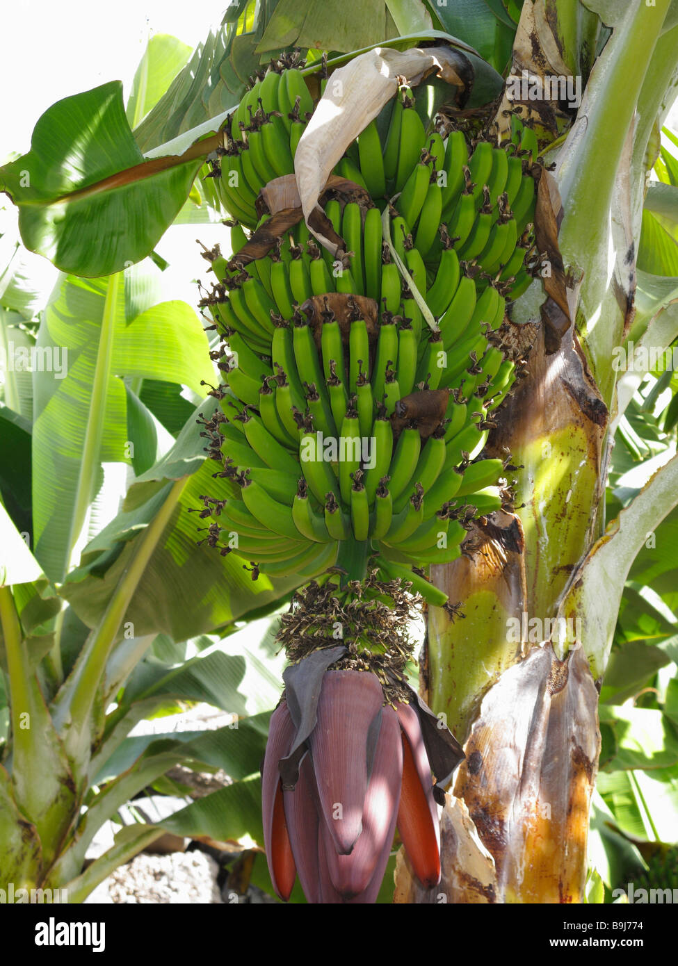 Semi-banana matura arbusto, La Gomera, isole Canarie, Spagna, Europa Foto Stock