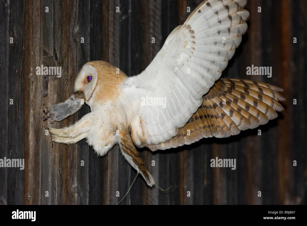 Il barbagianni (Tyto alba) con un mouse nel suo becco, alimentando la sua prole in un granaio, le sue ali contagiava Foto Stock