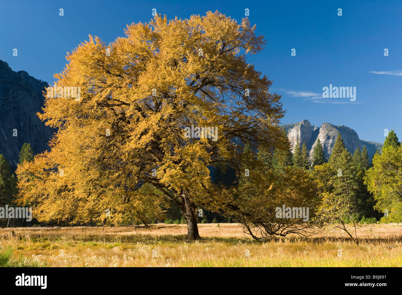 Albero di quercia (Quercus) nella Yosemite Valley, Yosemite National Park, California, Stati Uniti d'America Foto Stock