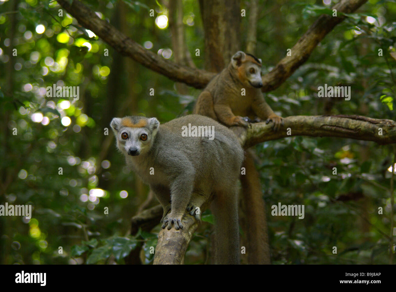 Di sesso maschile e femminile coronata di lemuri (il Eulemur coronatus) appollaiato sul ramo di albero in Ankarana riserva speciale, Madagascar. Foto Stock