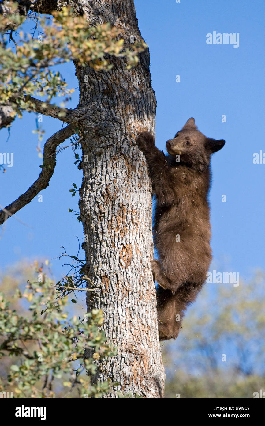 American Black Bear (Ursus americanus), capretti salendo una quercia, Sequoia National Park, California, Stati Uniti d'America Foto Stock
