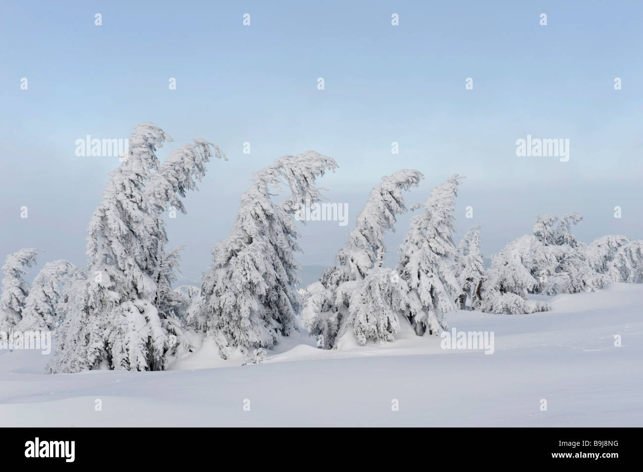 Coperte di neve di abeti Brocken, Blocksberg, Parco Nazionale di Harz, Sassonia-Anhalt, Germania, Europa Foto Stock