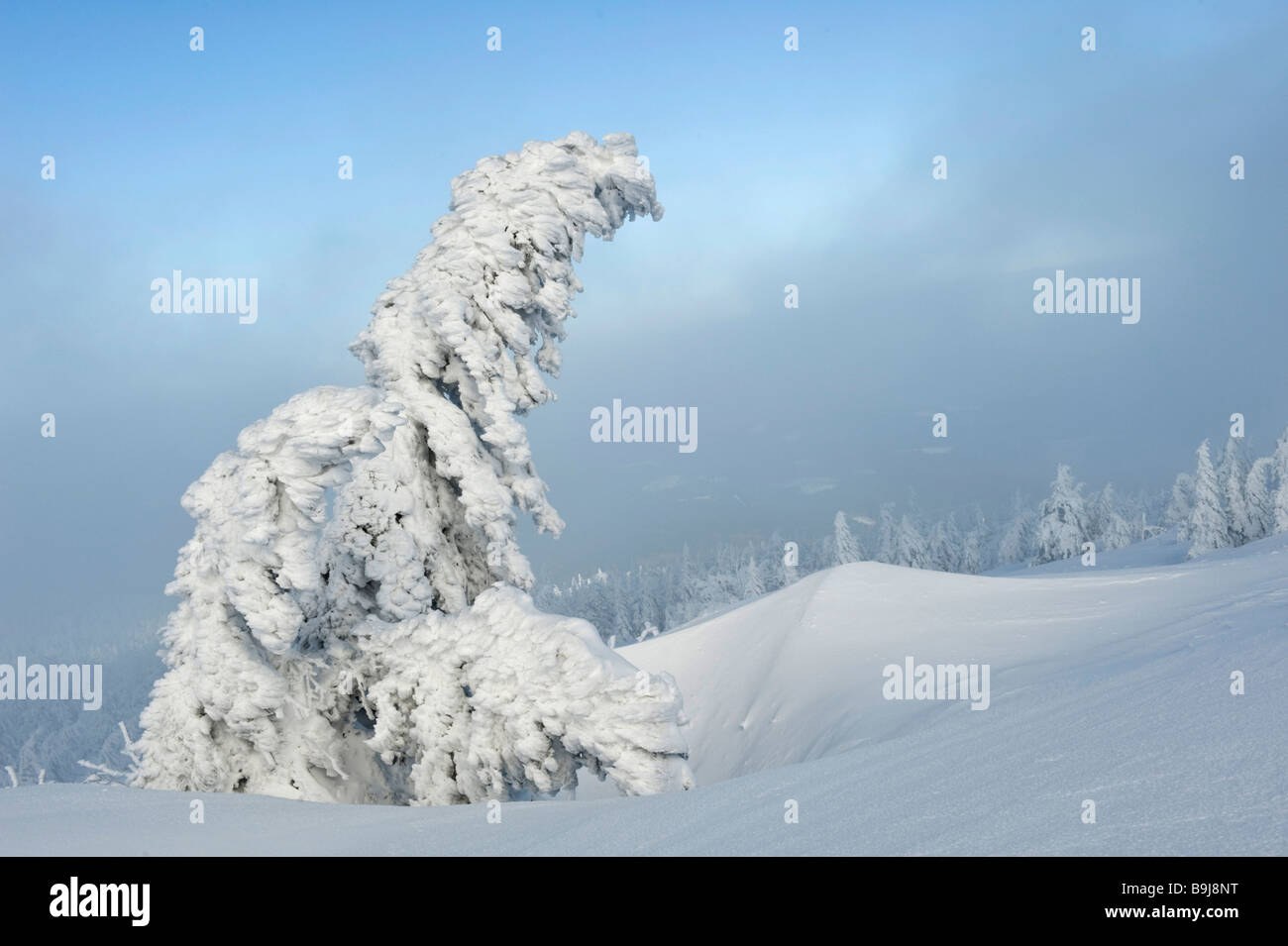 Coperte di neve di abeti Brocken, Blocksberg, Parco Nazionale di Harz, Sassonia-Anhalt, Germania, Europa Foto Stock