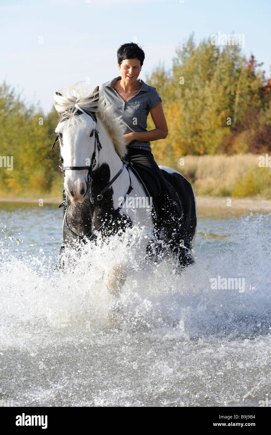 Cavallerizza su Irish Tinker cavallo in acqua Foto Stock