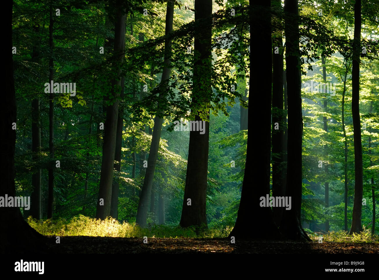Il fascio di luce la rottura attraverso il baldacchino di foglie, Atmosfera mattutina nel bosco di faggio, Projensdorfer Gehoelz, Kiel, Schleswig-Holstein, Foto Stock