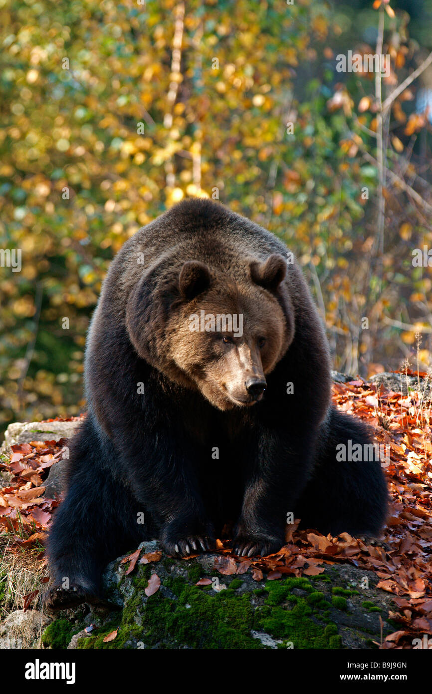 Eurasian l'orso bruno (Ursus arctos arctos) Foto Stock