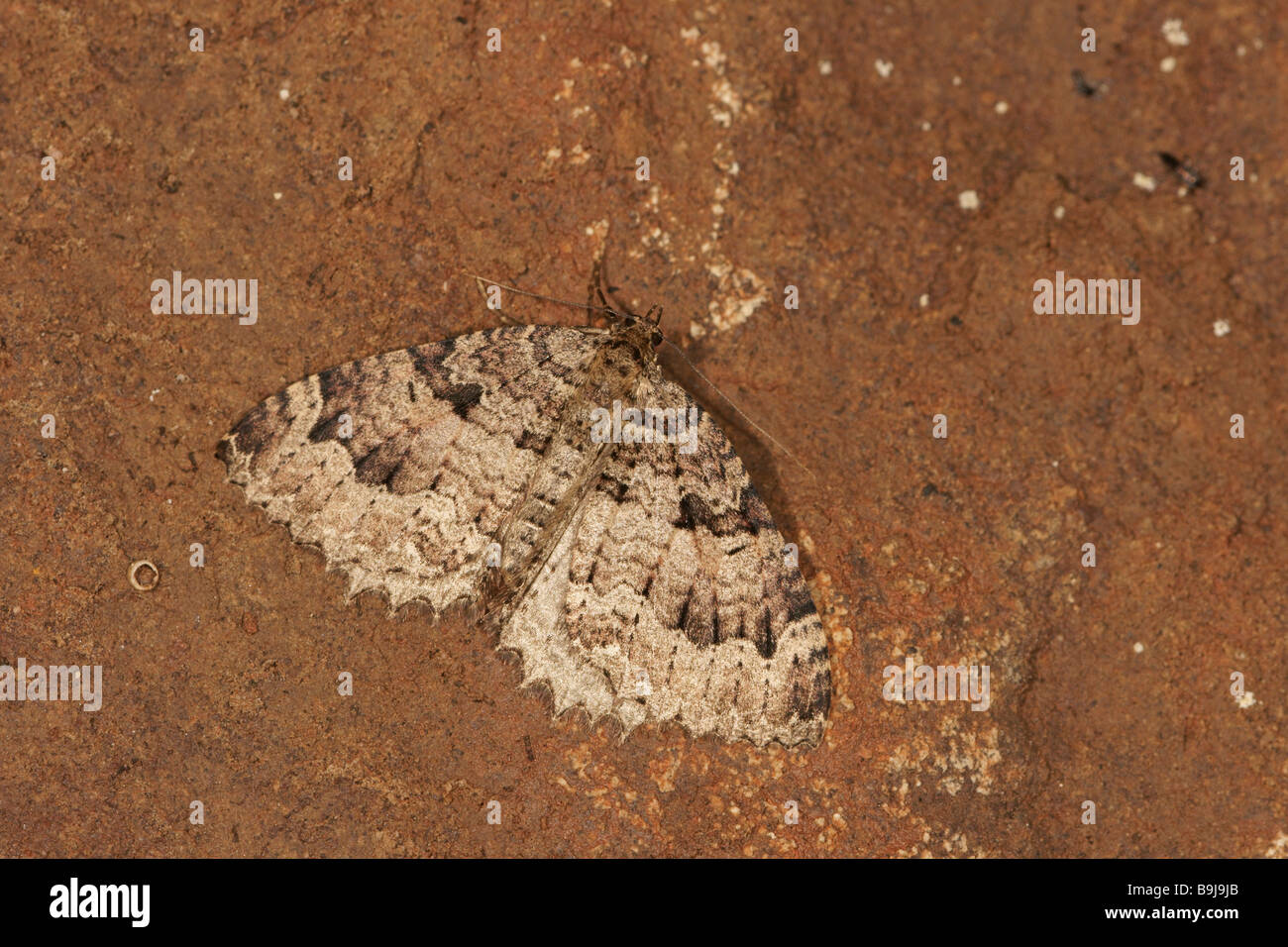 Triphosa Sabaudiata (Triphosa sabaudiata), butterfly, svernamento in una cantina Foto Stock