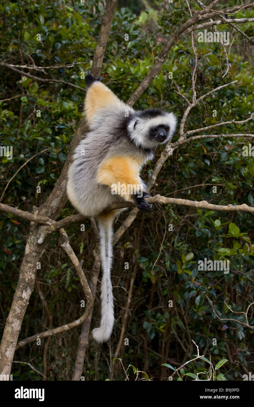 Diademed Sifaka a Andasibe Madagascar Foto Stock