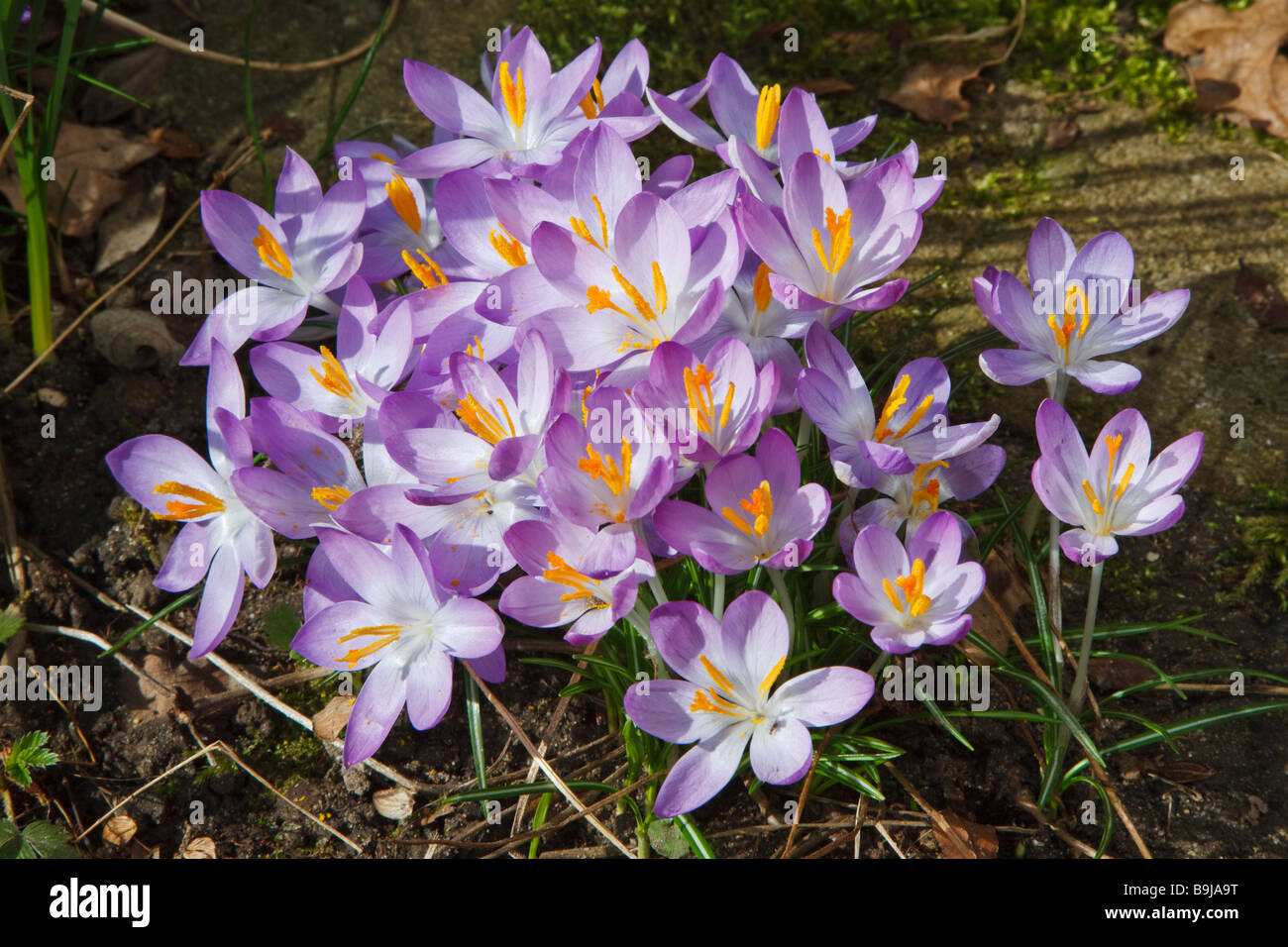 Un gruppo di crochi che crescono in un giardino inglese nel marzo Foto Stock