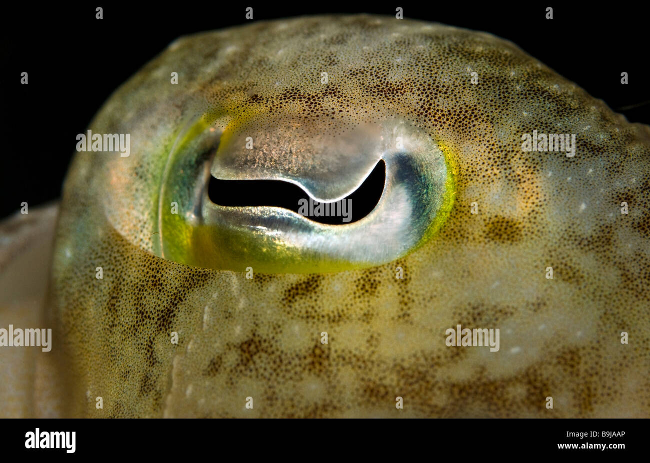 Occhio di un Broadclub Seppie (Sepia latimanus) Foto Stock