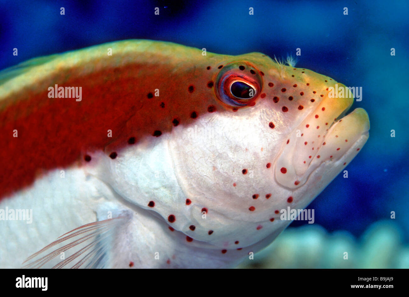 Blackside Hawkfish (Paracirrhites forsteri), Maldive, Oceano Indiano Foto Stock