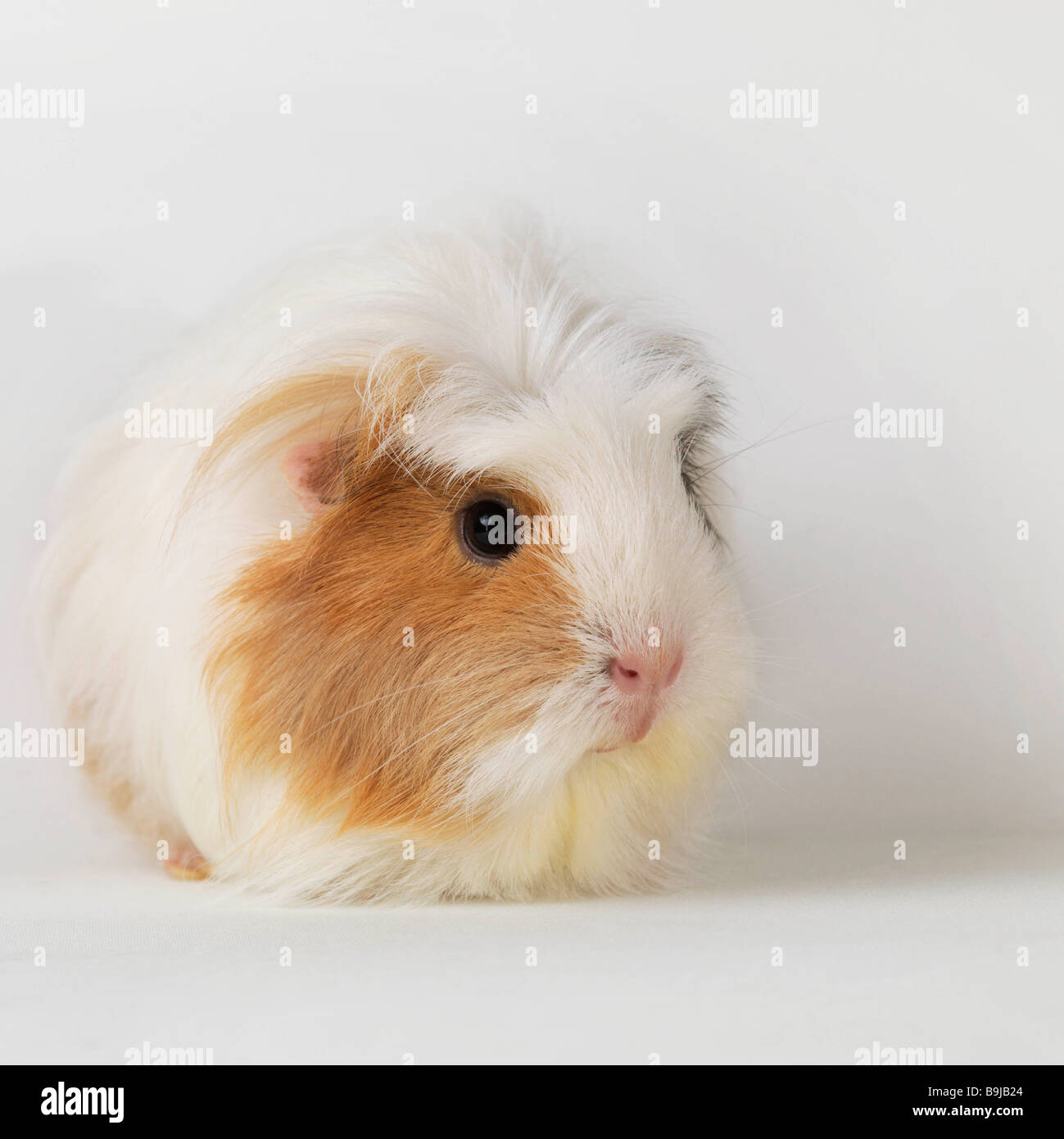 La cavia seduto su sfondo bianco Foto Stock