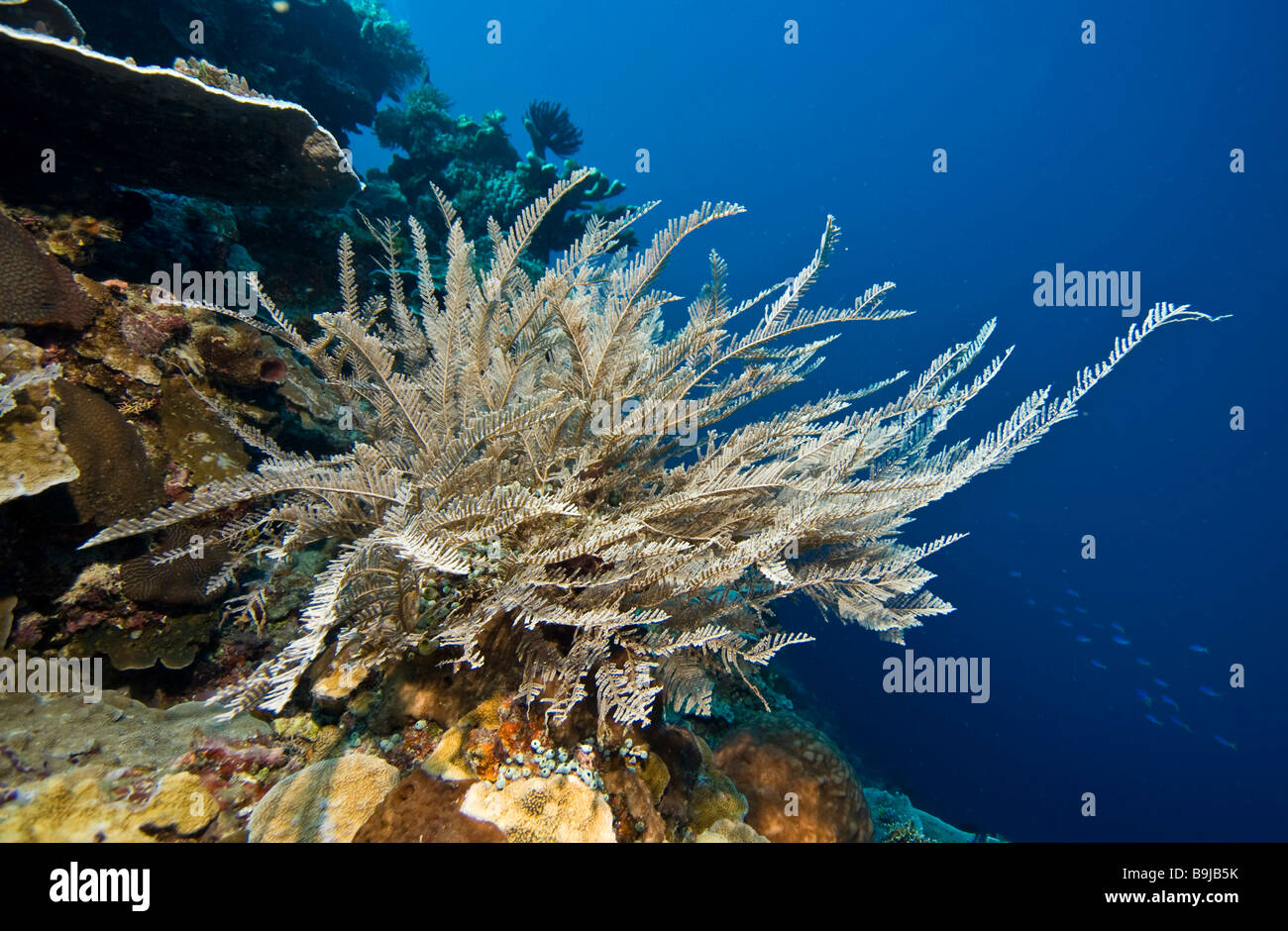 Pericoloso animale marino, pungente Hydroid (Aglaophenia cupressina), Indonesia, sud-est asiatico Foto Stock