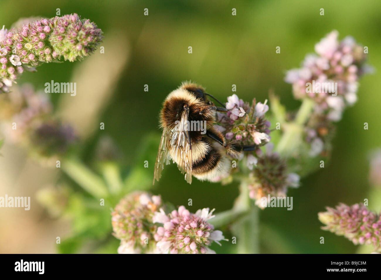 Il data mining grigio bee è un' ape solitaria visto qui di alimentazione sui fiori di menta Foto Stock
