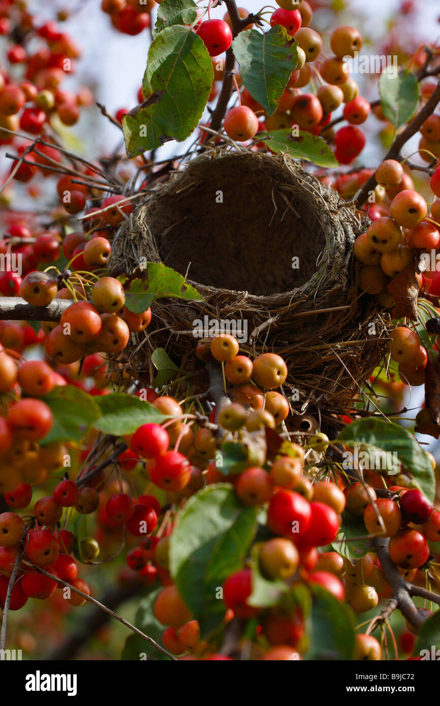 American robin nido vuoto nei rami degli alberi da frutto nessuno dall'alto vista verticale nessuno alta risoluzione estiva Foto Stock