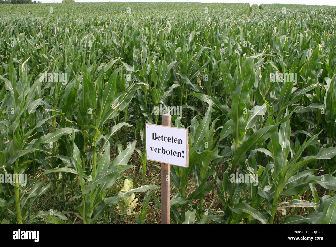 Segno di divieto su un campo di mais, Mueritz, Mecklenburg Western-Pomerania, Germania, Europa Foto Stock