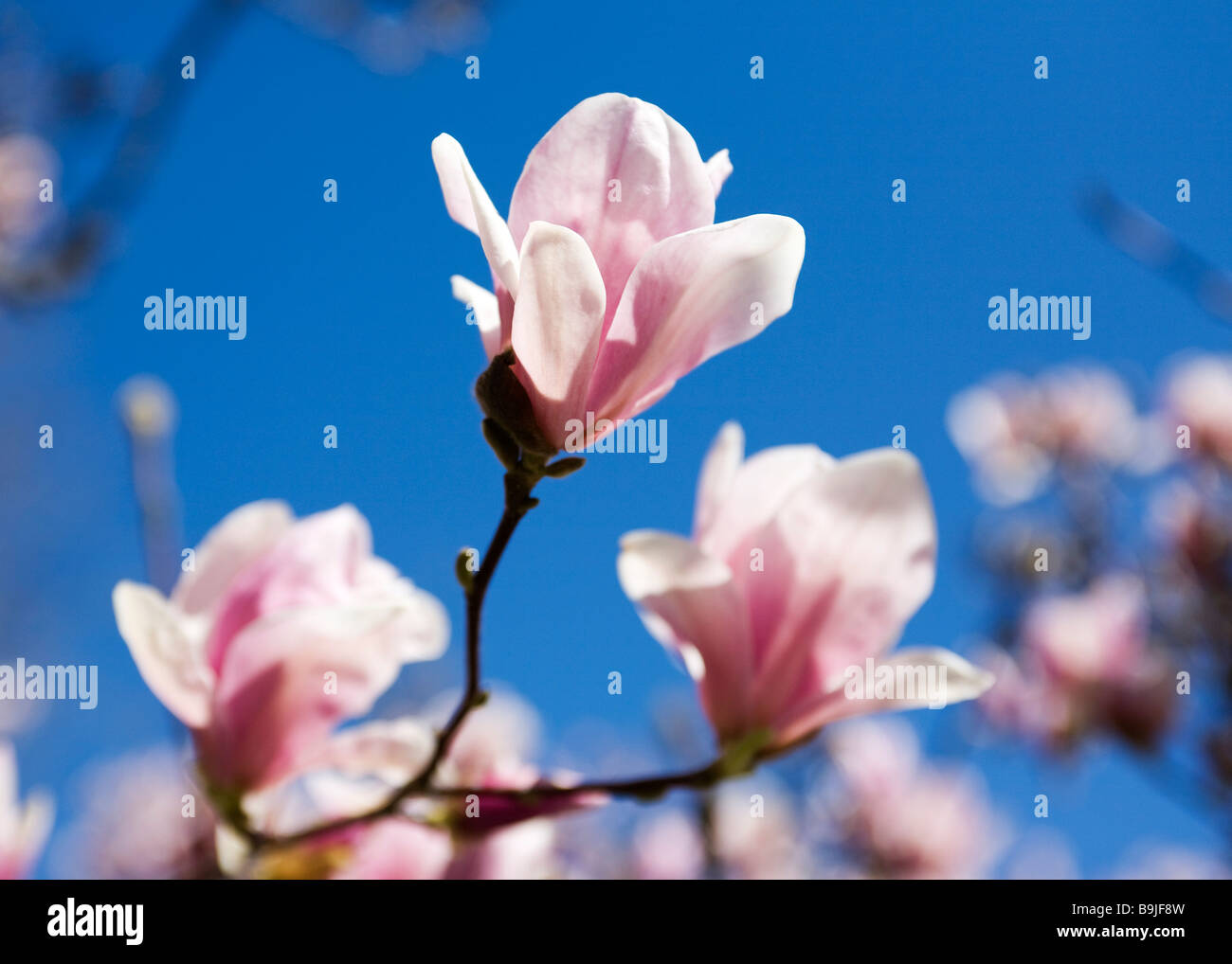Piattino Magnolia Bloom(x Magnolia soulangeana) della Magnoliacee - USA Foto Stock