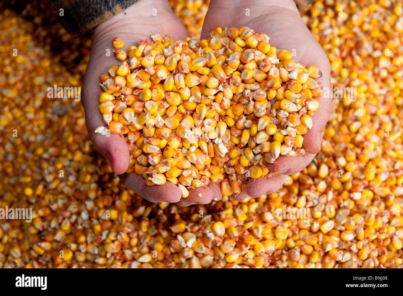 L'agricoltore che detiene il mais in mani a tazza Foto Stock