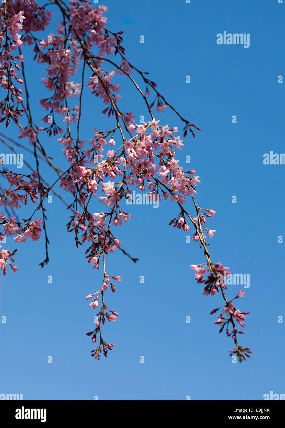 Il pianto di Higan fioriture di ciliegio Foto Stock