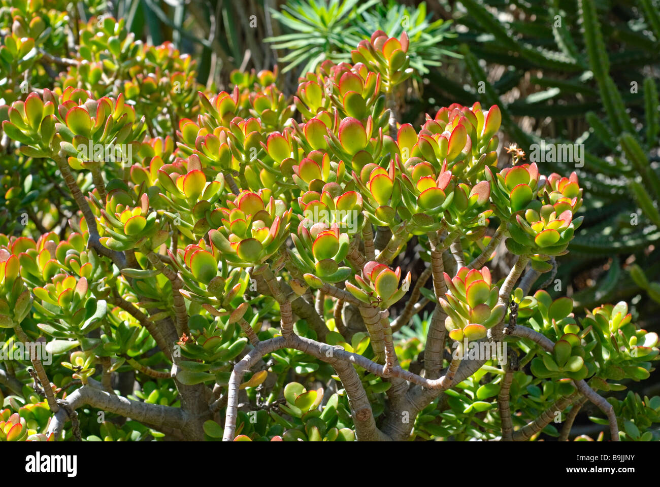 Crassula Crosby succulente rosso Foto Stock