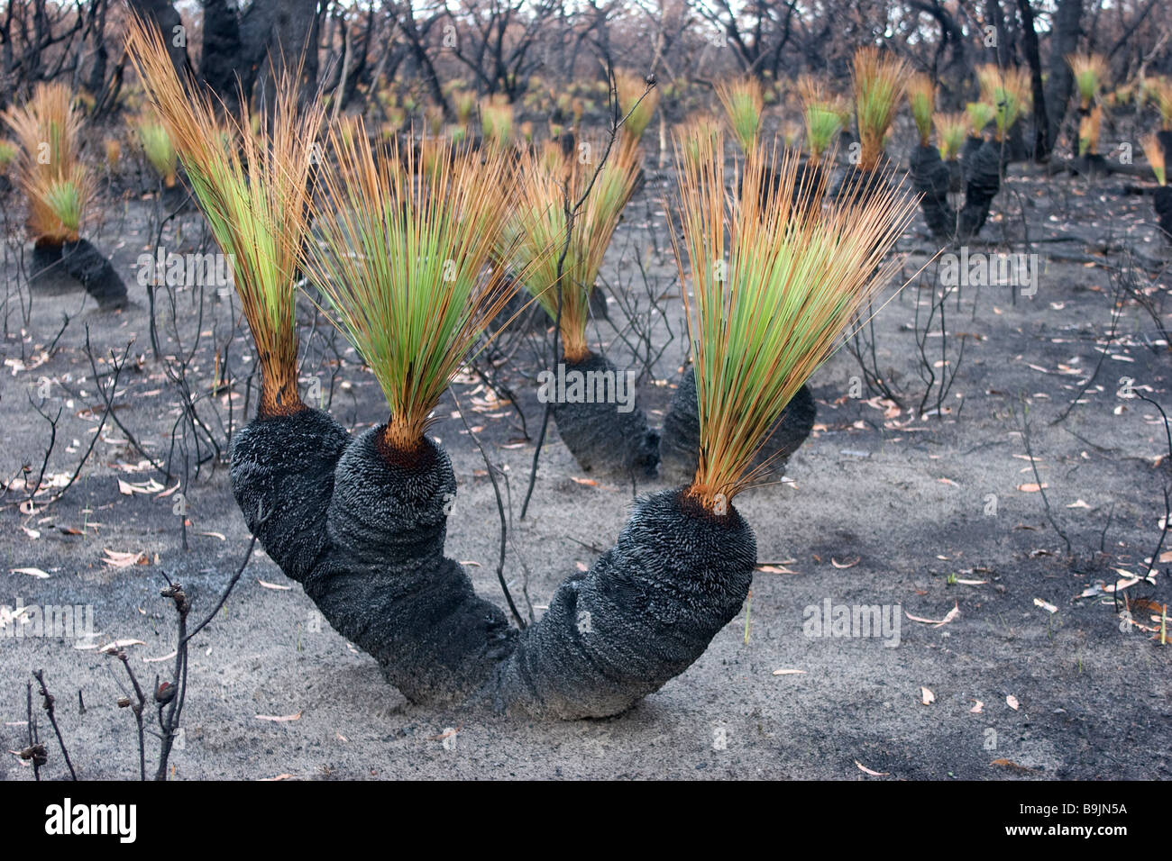 Piante rigenerarsi dopo una bushfire nell'outback nel Grampians sono di Victoria, Australia Foto Stock