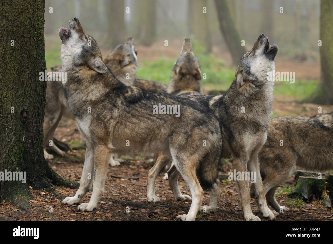 Unione lupi - ululati / Canis lupus Foto Stock