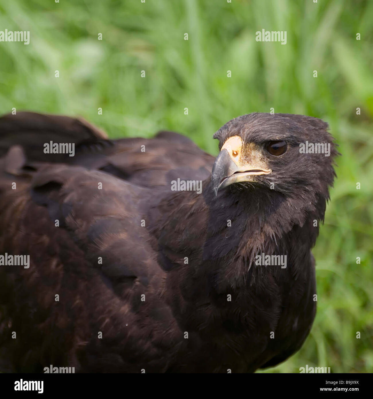 Great Black Hawk, Buteogallus urubitinga, Pantanal, Brasile Foto Stock