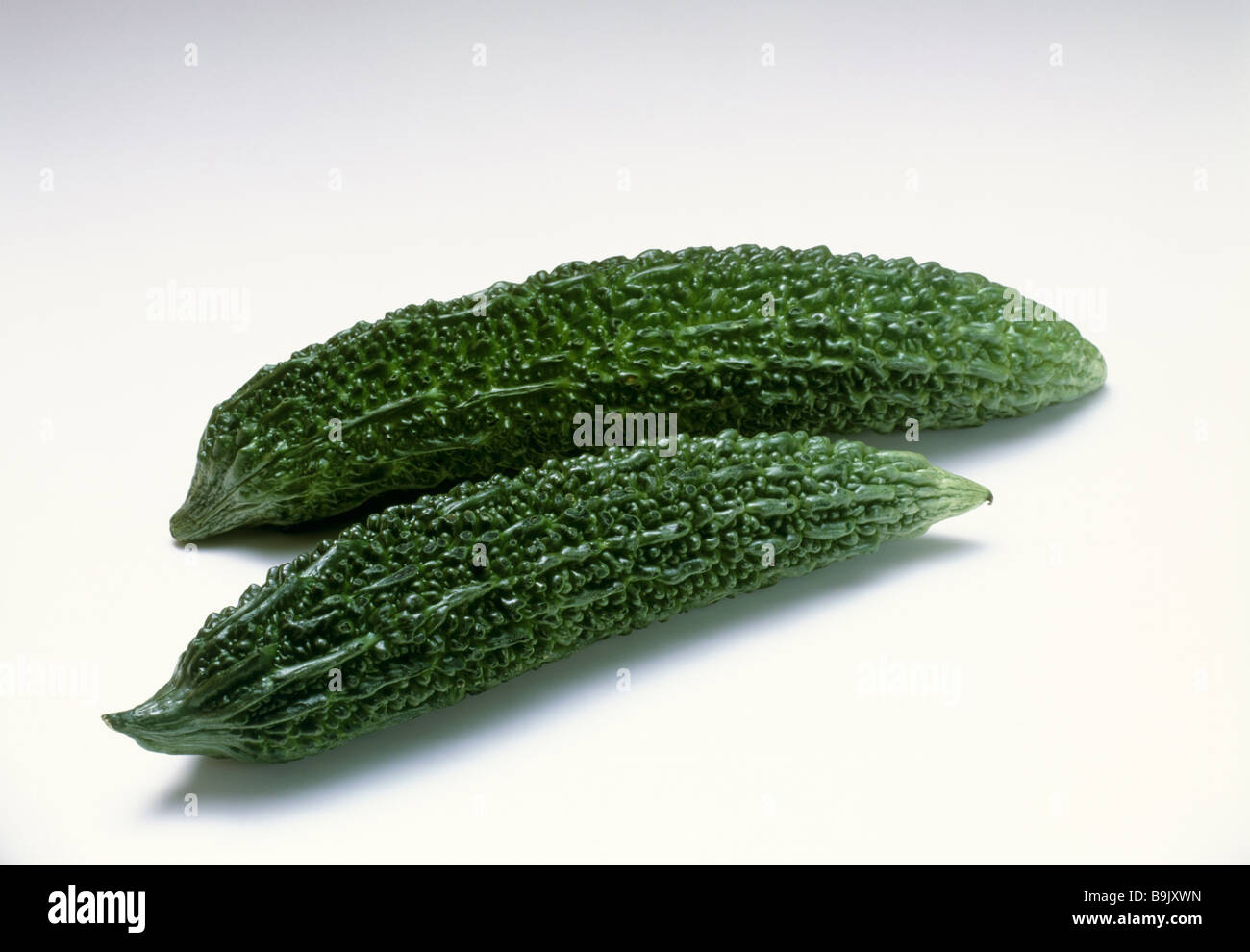 Zucca amara Foto Stock